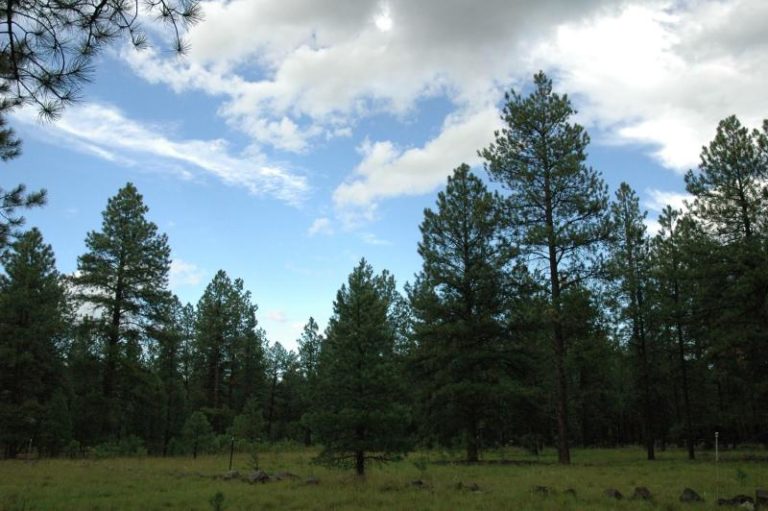 Sherwood Forest Estates A Friendly Neighborhood Near Williams, AZ